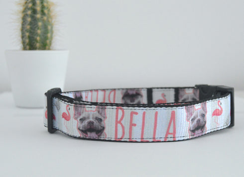 Flamingo Collection | Pet Collar