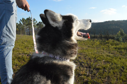 Donuts Collection | Pet Collar