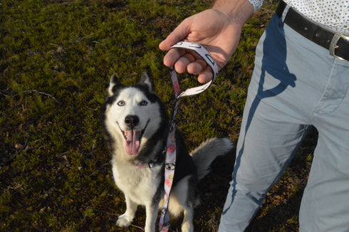 Donuts Collection | Pet Leash