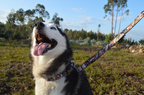 Create your Pet Collar