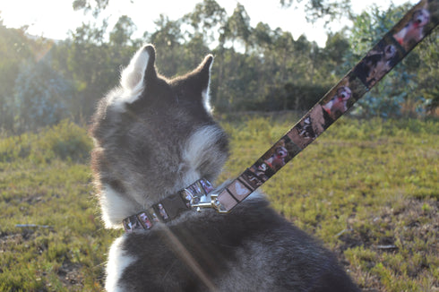 Photos Collection | Pet Leash