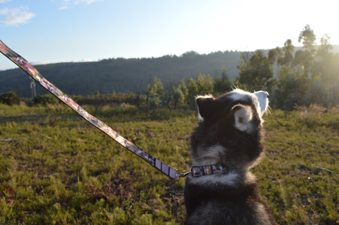 Photos Collection | Pet Leash