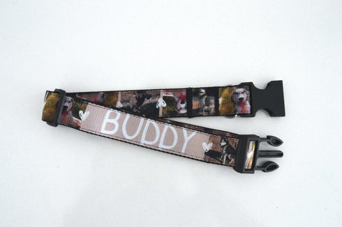 Photos Collection | Pet Collar