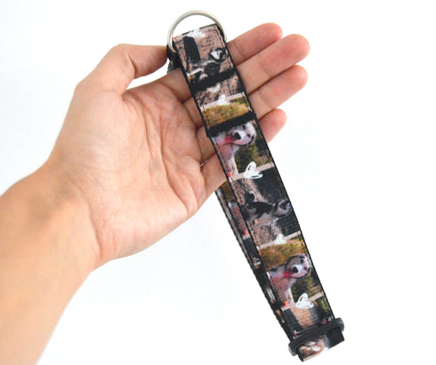 Photos Collection | Pet Collar