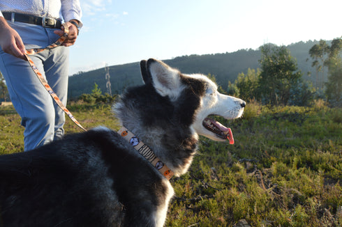 Create your Pet Collar