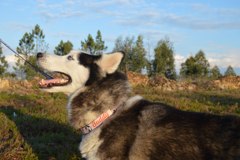 Nature Collection | Pet Leash