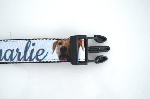 Rainbow Collection | Pet Collar
