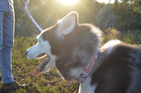 Christmas Collection | Pet Collar