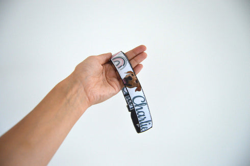 Rainbow Collection | Pet Leash