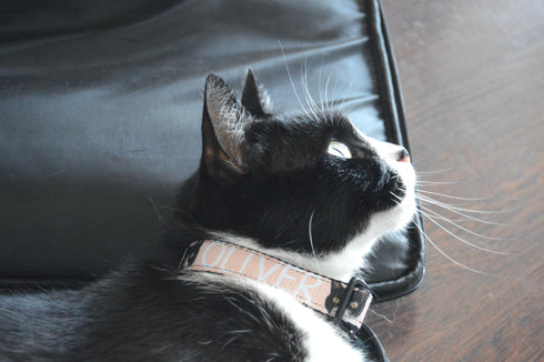 Sushi Collection | Pet Collar