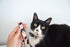 Sushi Collection | Pet Leash