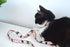 Sushi Collection | Pet Leash