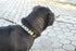 Name Collection | Pet Collar