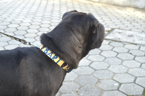 Create your Pet Collar