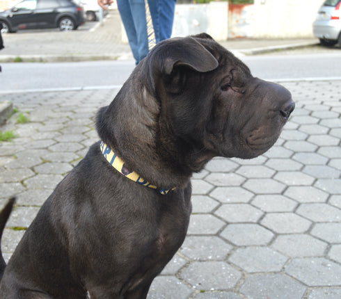 Name Collection | Pet Collar