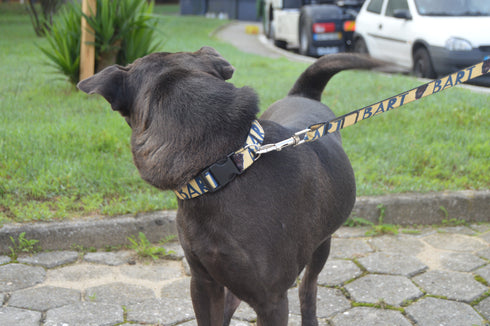 Name Collection | Pet Collar