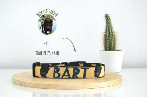 Name Collection | Pet Collar