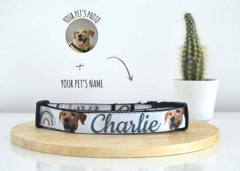 Rainbow Collection | Pet Collar